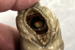 Pacific Lamprey mouth showing cusps